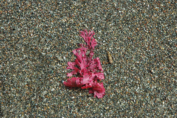 Moonstone Beach 019.jpg